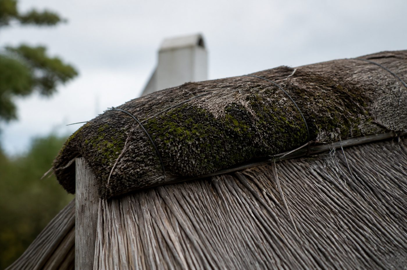 Thatch Ridge Replacement: Signs, Cost and Timing